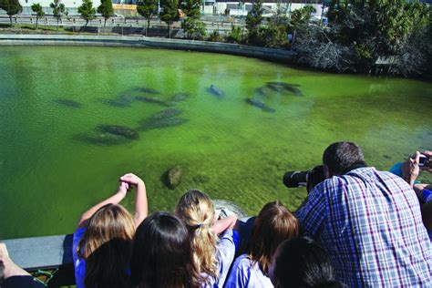 Tecos Manatee Viewing Center Now Open To Visitors Osprey Observer