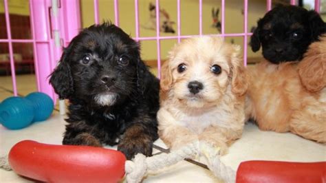 Our puppies are bred for great health, beauty and outstanding temperament making them the perfect family pet from a # 1 cockapoo breeder, all she is one of our cockapoo puppies adopted that has made a family very happy, such a beauty she is. Cuddly Cavapoo Puppies For Sale, Georgia Local Breeders ...