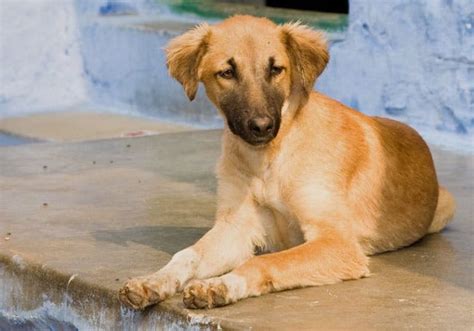 21 Native Indian Dog Breeds All Dogs From India