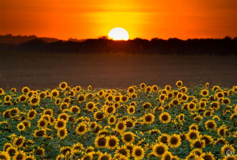 Free Download Sunset Over A Field Of Sunflowers Background High Quality
