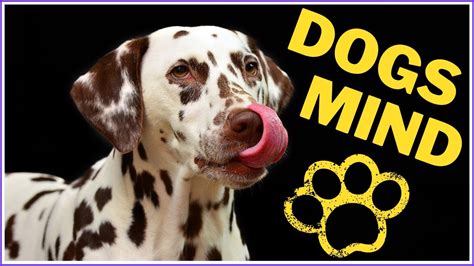 Dog Brain Dogs Mind Dog Intelligence Sense Of Smell Emotions
