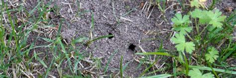 Alternativ können sie auf diverse streumittel oder sogar gießmittel zum ameisen bekämpfen zurückgreifen. Ameisen natürlich bekämpfen - Garten @ diybook.de