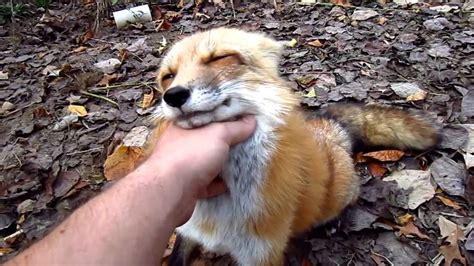 Fox Go Floof Youtube