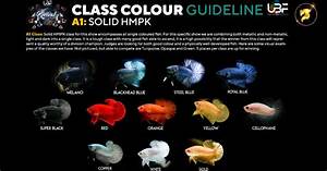 Class Color Betta Fish Guideline Solid Color Nice Betta Thailand Co Ltd