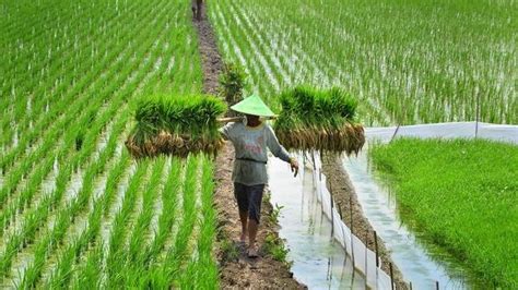 Sebagai Negara Agraris Mata Pencarian Mayoritas Penduduk Indonesia Adalah