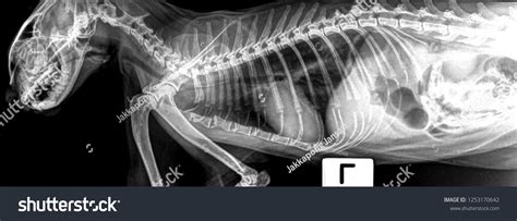 X Ray Normal Cat Thorax Abdominal写真素材1253170642 Shutterstock