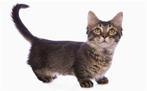 The munchkin cat is famous for its short legs (which is why they are also named as sausage cats) due to a it is called a munchkin cat because of the minuscule habitats of munchkin county in the 1900. 'Munchkin' kittens are the latest animal victims of fashion