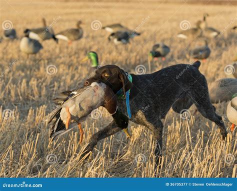 Duck Hunting Imagem De Stock Imagem De Recuperador Creme 36705377