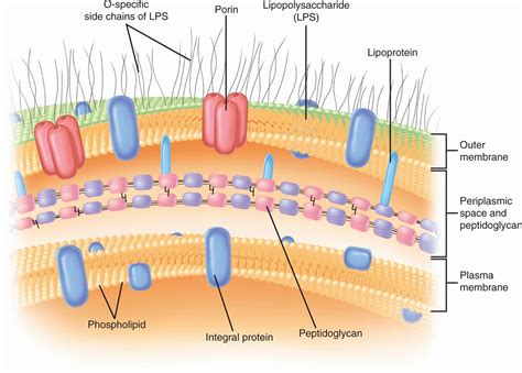 21 Bacteria—basic Concepts Basicmedical Key