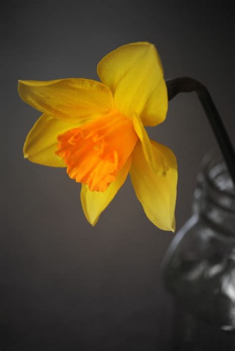 Dafodil In A Mason Jar Yellow Daffodils Flowers Daffodils