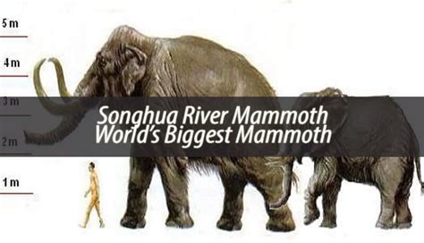 What Is The Largest Mammoth Fossil Found Thus Far The Songhua River