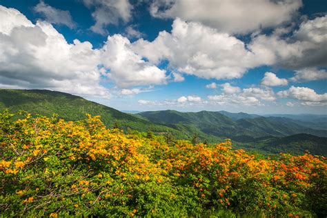 North Carolina Roan Mountain Flame Azalea Flowers
