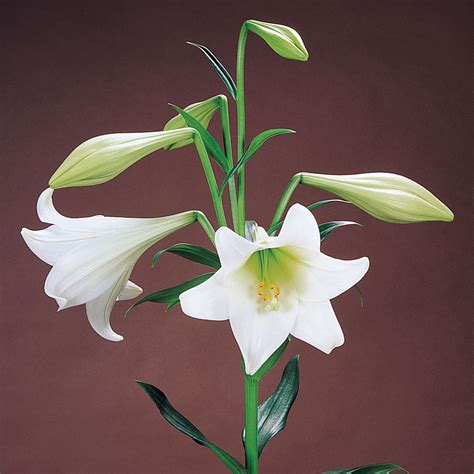 White Heaven Christmas Lily Order Lilium Bulbs Online Bulbs Direct