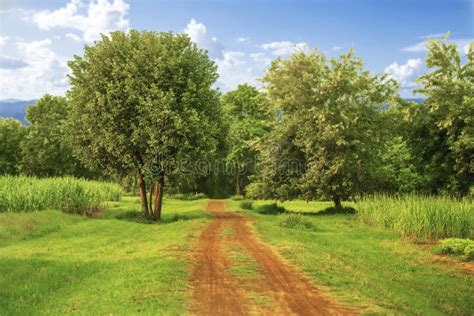 Dirt Country Road In Arkansas With Beautiful Pine Trees Stock Photo