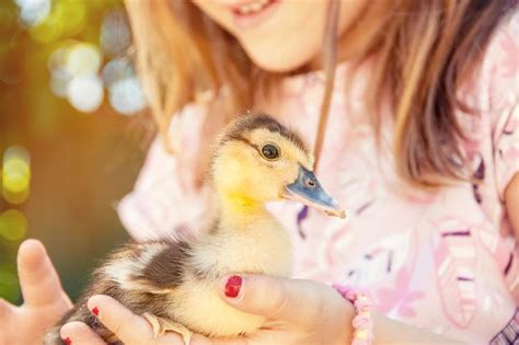 ¿cómo Cuidar Un Pato Alimentación Hábitat Y Salud