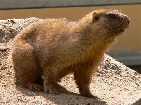 Marmot Endangered Animals Facts Wildlife Pictures And
