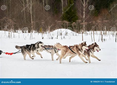 Running Husky Dog On Sled Dog Racing Stock Photo Image Of Race