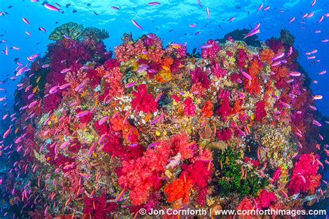 Rainbow Reef 5 Photo Picture Print Cornforth Images