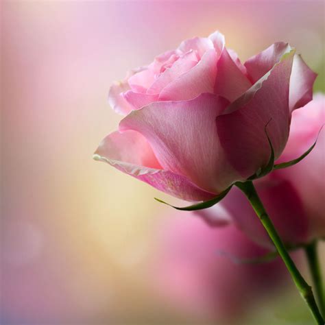 Single Pink Rose Wallpaper 1080p On High Resolution High Resolution