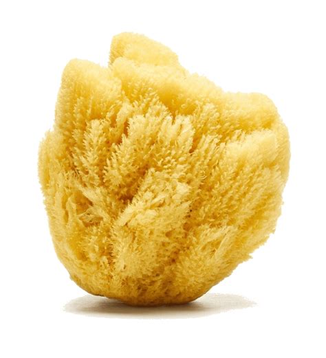 Buy Premium Quality Natural Sea Sponges Online Spongean