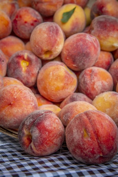 Ripe Peaches Free Stock Photo - Public Domain Pictures