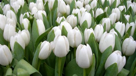 Tulips Flowers White Spring Beauty Herbs Floral Hd Flowers Wallpapers
