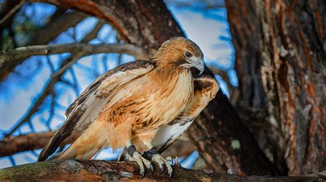 Red Tailed Hawk 4k Ultra Hd Wallpaper Background Image