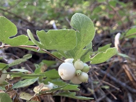 Creeping Snowberry Symphoricarpos Mollis · Inaturalist Canada
