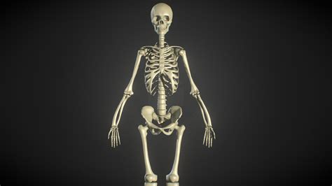 Female Human Skeleton Zbrush Anatomy Study Download Free 3d Model