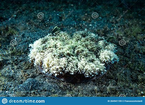 Upside Down Jellyfish Cassiopea Sp Stock Image Image Of Ocean