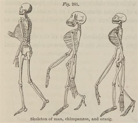 Fig 281 Skeleton Of Man Chimpanzee And Orang The Art Of The