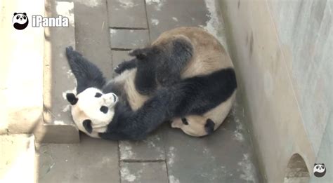 Chinese Panda Breaks Own Sex Record Nsfw Pics O T Lounge