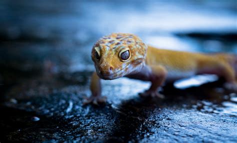 1920x10802021 Gecko Portrait 1920x10802021 Resolution Wallpaper Hd