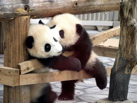 Just Be Splendid Panda Love Panda Bear Animals Kissing