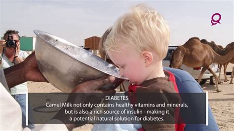 The Health Benefits Of Camel Milk Youtube