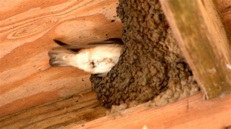Swallow Nest Building Youtube