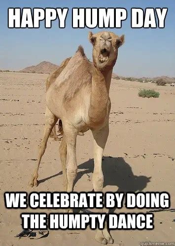 37 Very Funny Camel Memes Images Pictures And Photos Picsmine