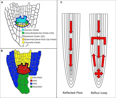 Mechanisms Of Auxin Transport In The Arabidopsis Root A Root Stem