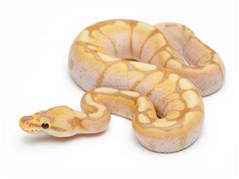 Coral Glow Spider Morph List World Of Ball Pythons