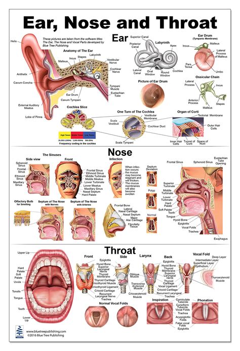 Buy Ear Nose Throat Anatomy 24x36inch Otolaryngology Online At
