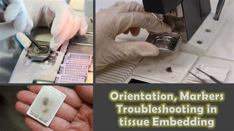 Troubleshooting In Tissue Embedding Tissue Processing E Learn With