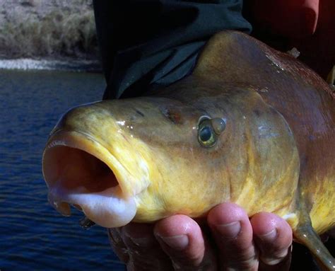Endangered Fish Species Spawning In Colorado River Kjzz