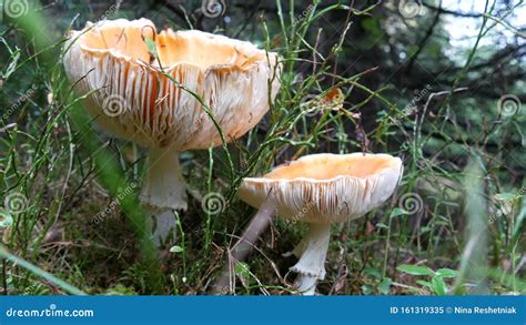 Large Toadstools Or Edible Mushrooms Grow In The Grass On Autumn Day
