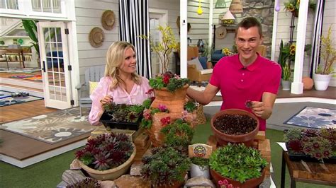 Robertas 6 Piece Hardy Hens And Chicks Sempervivums Live Plants On Qvc Youtube