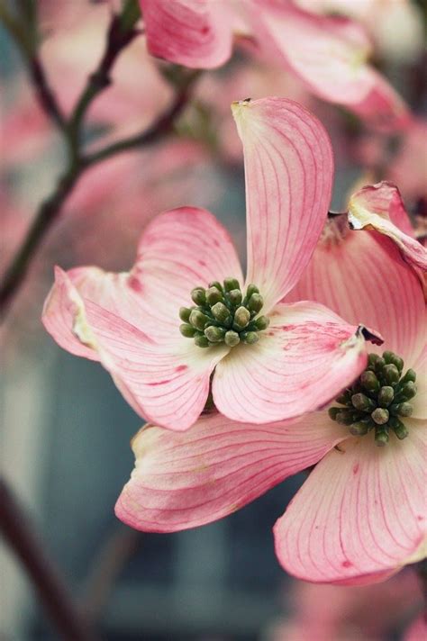 The grass area is about 15'x20' with a dogwood tree in the middle. Dogwood - These are soo pretty and have been in bloom ...