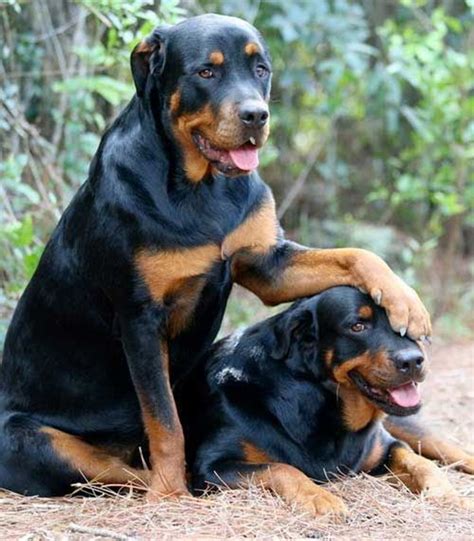 The dog breed in the movie beethoven was a saint bernard,famous as a rescue dog,reference the cartoon image of a dog with a cask of brandy hanging from it's however, spike the dog in the movie is a mixed breed from a shelter, adopted by his trainers. 20 Strongest Breed Of Dogs in the World