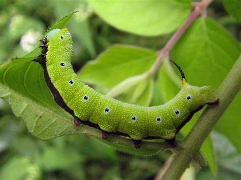 Good Cat The Caterpillar Of The Snowberry Clearwing Moth Flickr