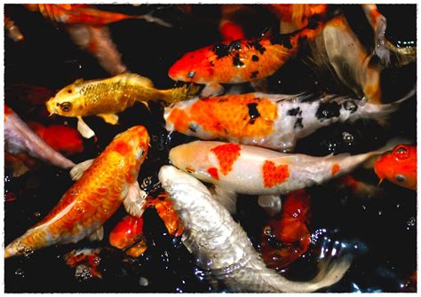 Inspirasi Baru Gambar Ikan Koi Jepang