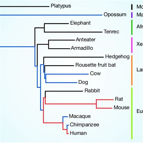 Mammalian Evolution And Genome Sequencing This Evolutionary Tree Shows