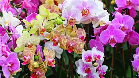 8 Tanaman Hias Bunga Yang Sering Digunakan Untuk Mempercantik Halaman